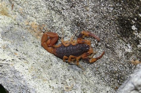 scorpions habitat facts - Scorpion Species