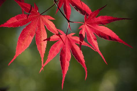 Red Japanese Maple leafs Photograph by Chad Davis - Pixels