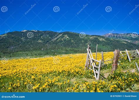 Idaho Mountains In June Stock Image - Image: 8793901