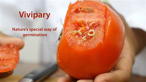 Vivipary - Nature's special way of germination - YouTube