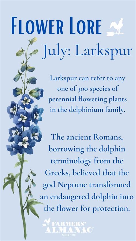 July Flower Lore: Larkspur and Water Lily in 2021 | Larkspur, Larkspur flower, Flowers