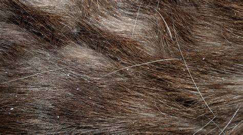 Flea Eggs vs. Dandruff: How Can I Tell The Difference?