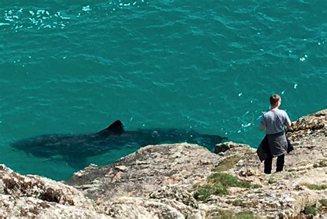 Sharks caught on video at Porthcurno in Cornwall in UK heat wave | Daily Star