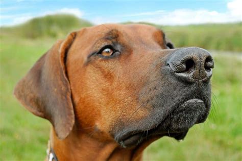 Top 10 Dog Breeds That Shed The Least - Lens And Leash