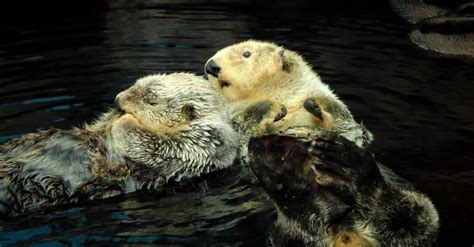 Sea Otters Holding Hands