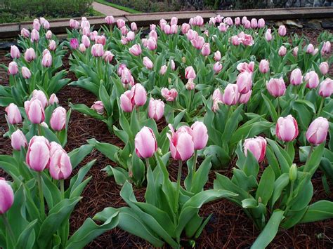 pink tulips | In the walled garden. | Joel Kramer | Flickr