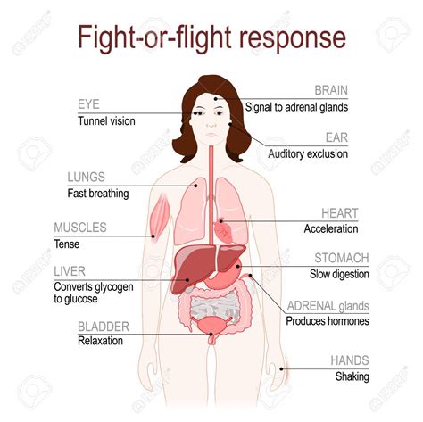 fight-or-flight response is a physiological reaction that occurs in response to threat to life ...