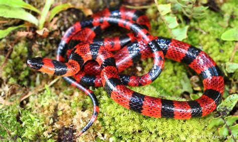 false coral snake (Pliocercus elapoides) | Flickr - Photo Sharing!