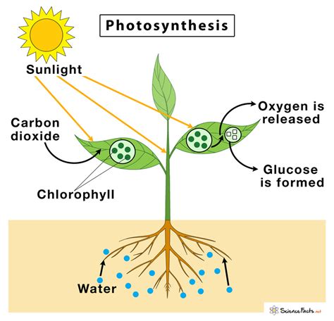 Photosynthesis – Definition, Steps, and Formula with Diagram - diagram