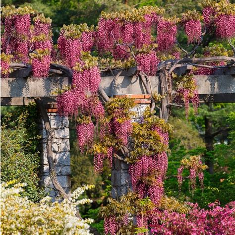 Wisteria Listeria Plant - Japanese Wisteria | San Diego Zoo Animals ...