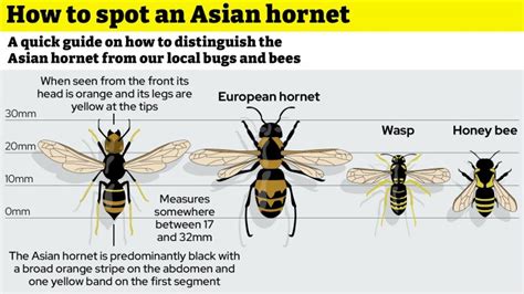 Is the Asian hornet sting dangerous? How it compares to European hornet and what to do if you ...