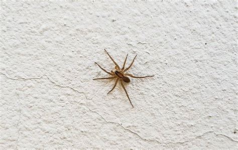 Everything You Should Know About Common House Spiders In Greenville