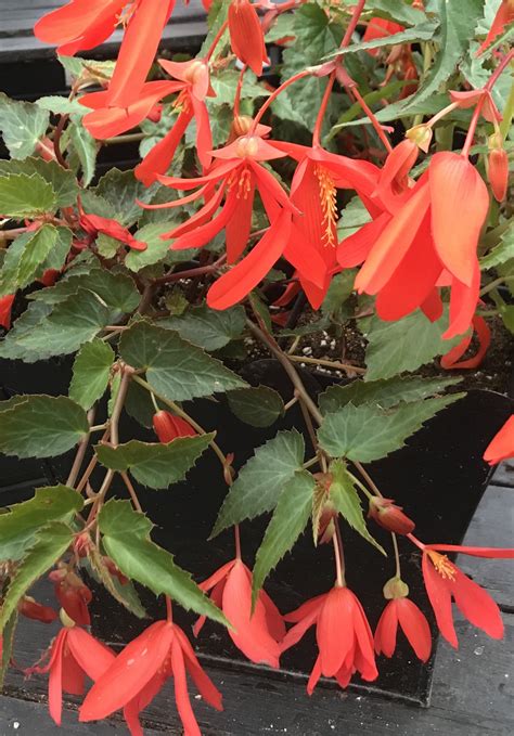 Begonia Santa Cruz Sunset – Ennenga's Garden Center