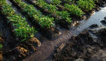 Surface irrigation: Types, advantages, and disadvantages