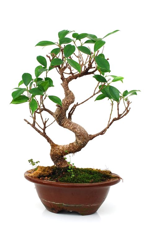 How To Grow Bonsai Trees From Cuttings - Bonsai Tree Gardener