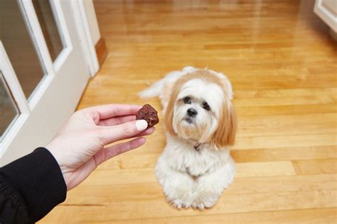 Positive Reinforcement Dog Training: Techniques & Treats | PetPlate