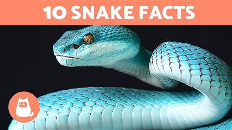 10 Facts About Snakes That You Probably Didn't Know