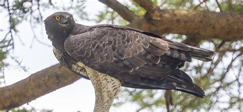 Birding in Queen Elizabeth National Park - Journeys Uganda