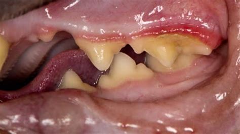 Gum Disease in Cats, Dental Disease, Gingivitis, Treatment, Home Remedies