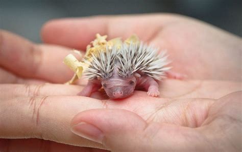 Pin by Roasty Toasty on Hedgehogs in 2021 | Hedgehog, Cute animals, Pics