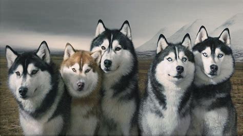 Siberian Husky Wallpapers - Wallpaper Cave