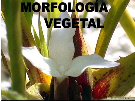 La Morfología Vegetal | Botánica | Estructura y forma de las plantas ...