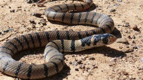 Eastern Brown Snake HD Wallpapers | Background Images