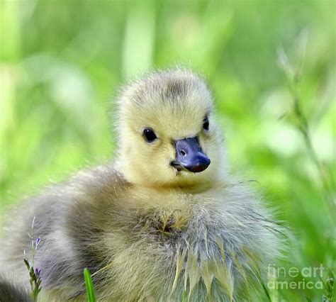 Adorable Baby Goose Photograph by Jeramey Lende