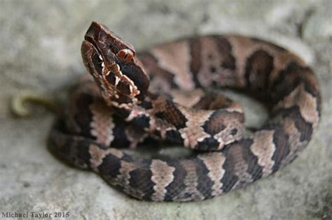 Baby cottonmouth | Animals, Reptiles, The venom