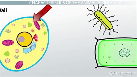 Animalia Kingdom | Definition, Characteristics & Examples - Lesson ...