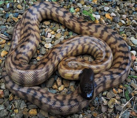 The black-headed python is one of Australia's most beautiful snakes ...