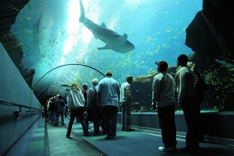 Georgia Aquarium Welcomes Five Millionth Guest | Georgia Aquarium