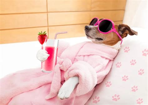 Dog spa wellness — Stock Photo © damedeeso #76818127