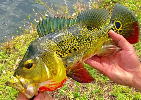 How to Catch Peacock Bass - Tips for Fishing for Peacock Bass