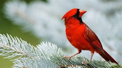 Winter Cardinals Desktop Wallpaper - WallpaperSafari