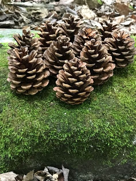 Pine Cones Red Pine 50 count Beautiful Brown Cones NOT | Etsy