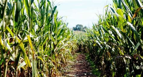 Get Lost in These 7 Corn Mazes Near Greenville this Fall