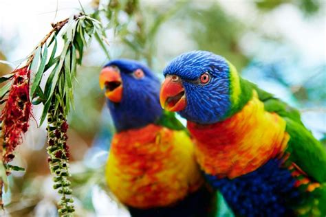 Places To See Australian Wildlife In Kuranda | Cairns & Great Barrier Reef