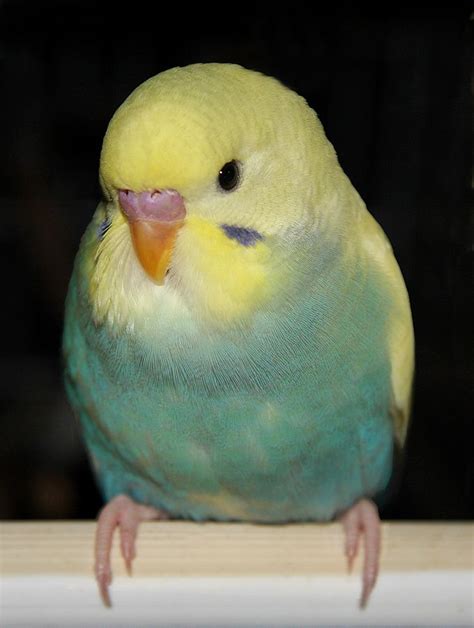 175 best Budgies images on Pinterest | Budgies, Parakeets and Parrots