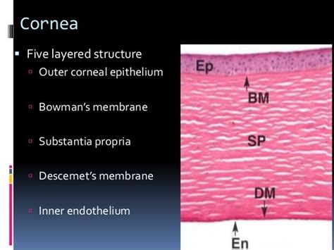 Histology of special senses