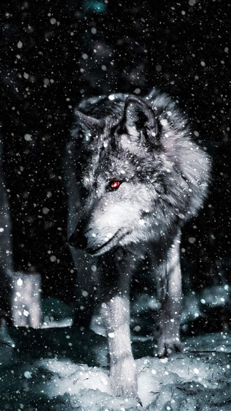 Alpha Wolf iPhone Wallpaper Wolf Images, Wolf Photos, Wolf Pictures, Artwork Lobo, Wolf Artwork ...