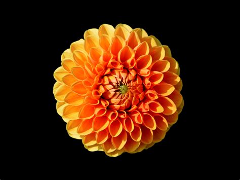 22 Types of Orange Flowers + Pictures | FlowerGlossary.com