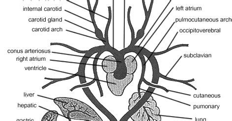 Which artery supplies the frog's head with oxygenated blood? | Socratic