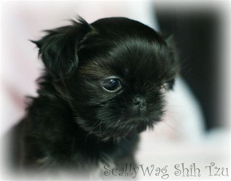 Cute Puppy Dogs: black shih tzu puppies