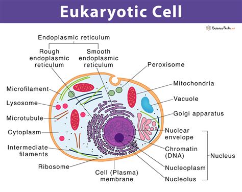 Eukaryotic Cell: Definition, Structure, & Examples