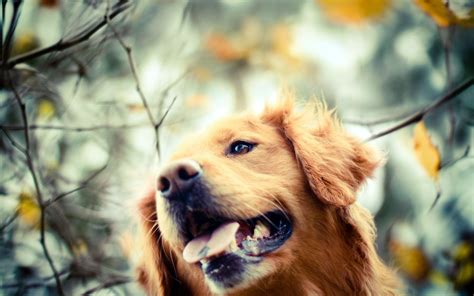 Golden Retriever Dog Autumn Photo wallpaper | 2560x1600 | #13255