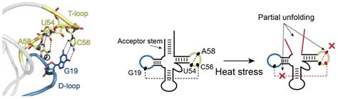 New technique shows how tRNA folding changes help to treat RNA-linked ...