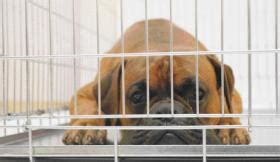 Australian animal quarantine laws - Dogslife. Dog Breeds Magazine