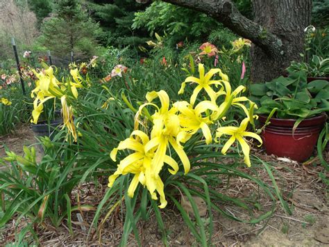 DAYLILY BREEDER BLOG: Growing Daylilies - Part 2 Uses of Daylily Colors