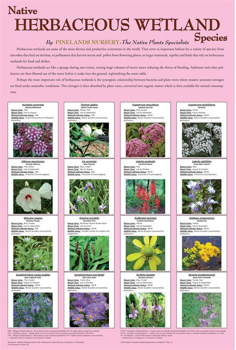 Native Herbaceous Wetland Species | Native plants, Nature garden, Planting flowers